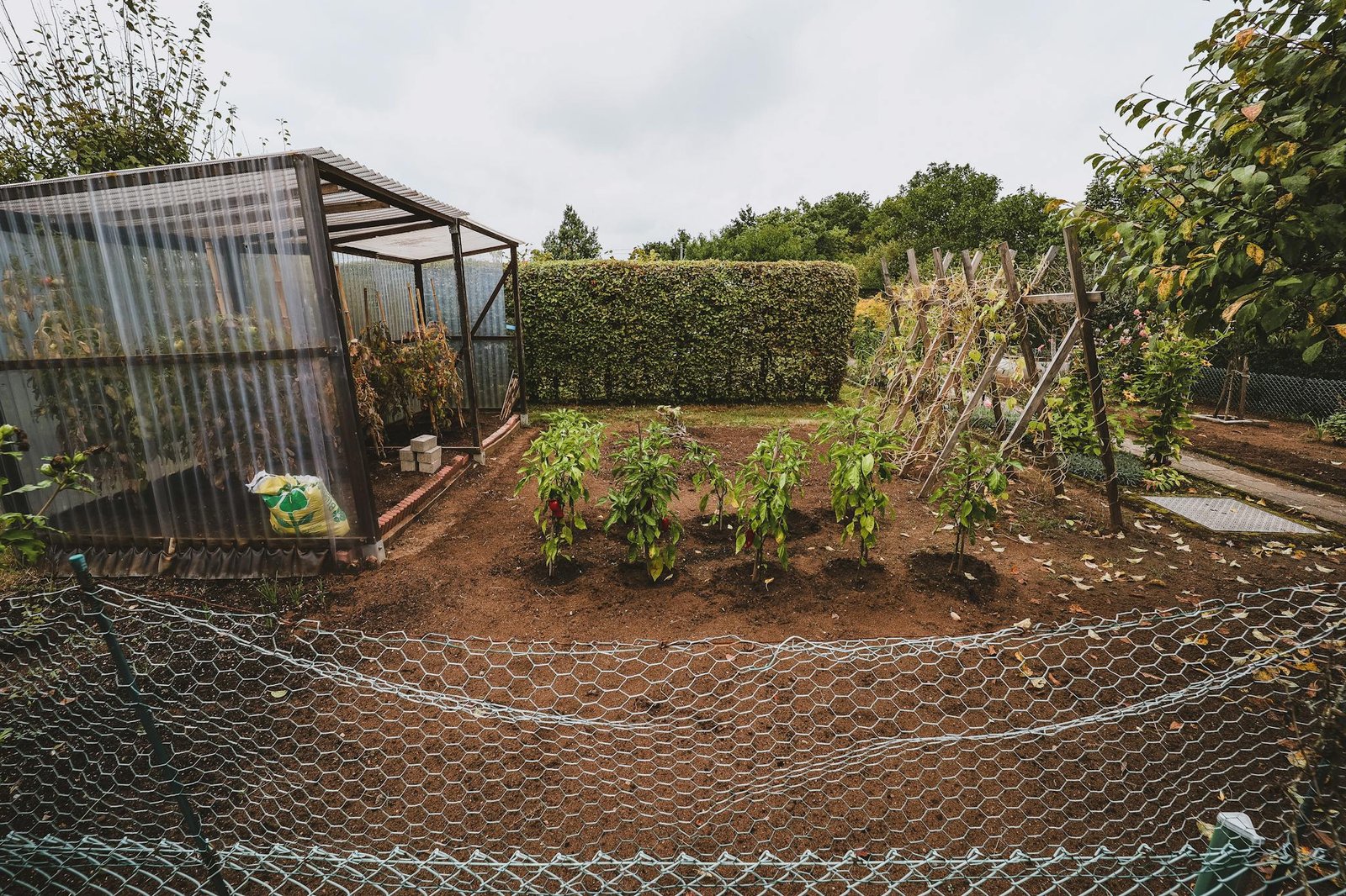 A charming allotment garden featuring tomato plants and a greenhouse.