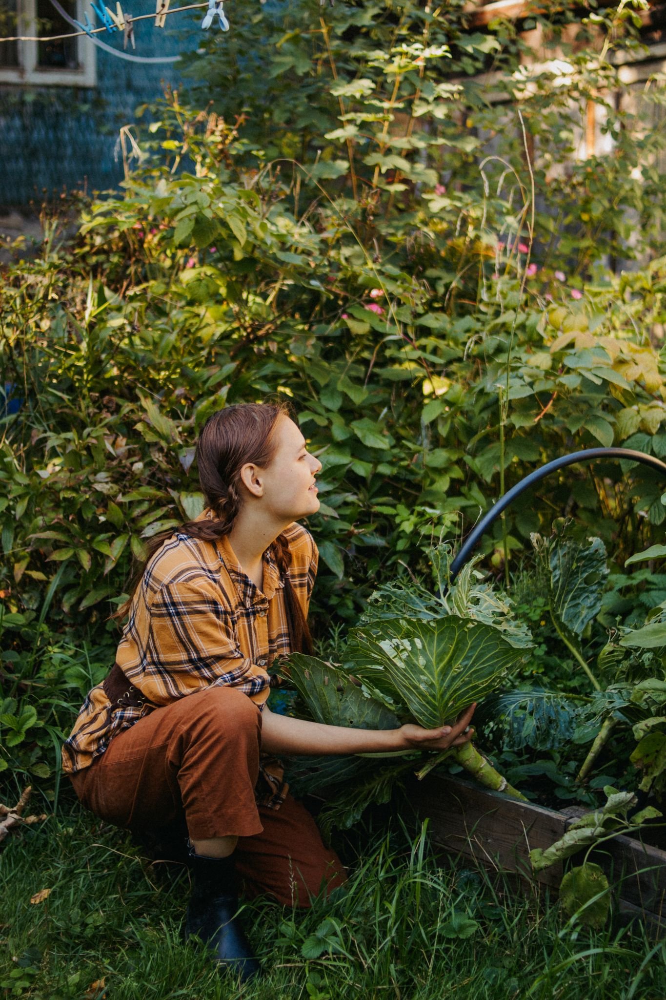 A woman in a garden harvesting fresh vegetables in the sunshine.