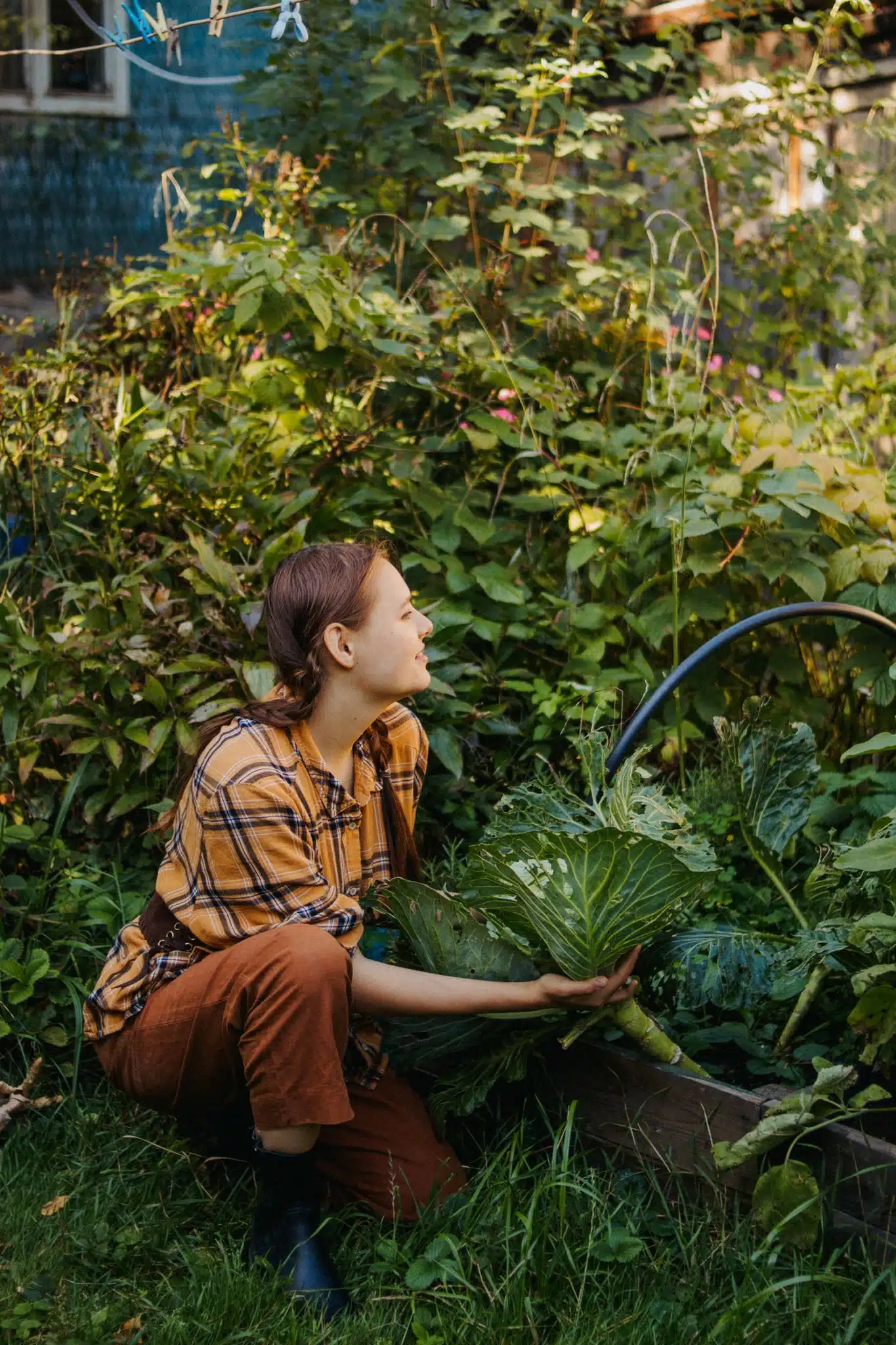 A woman in a garden harvesting fresh vegetables in the sunshine.