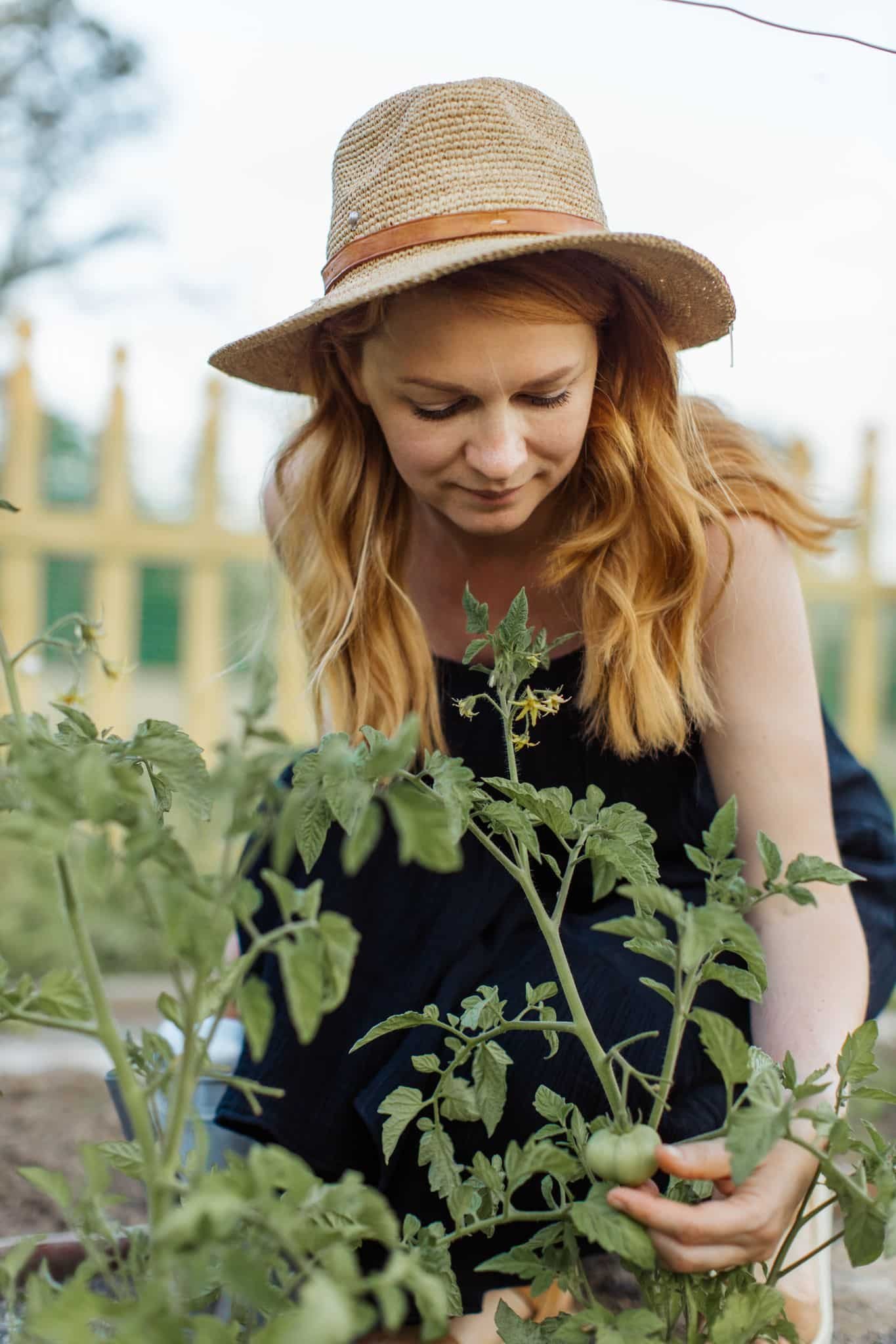 A woman wearing a sunhat tends to tomato plants in a vibrant garden setting.