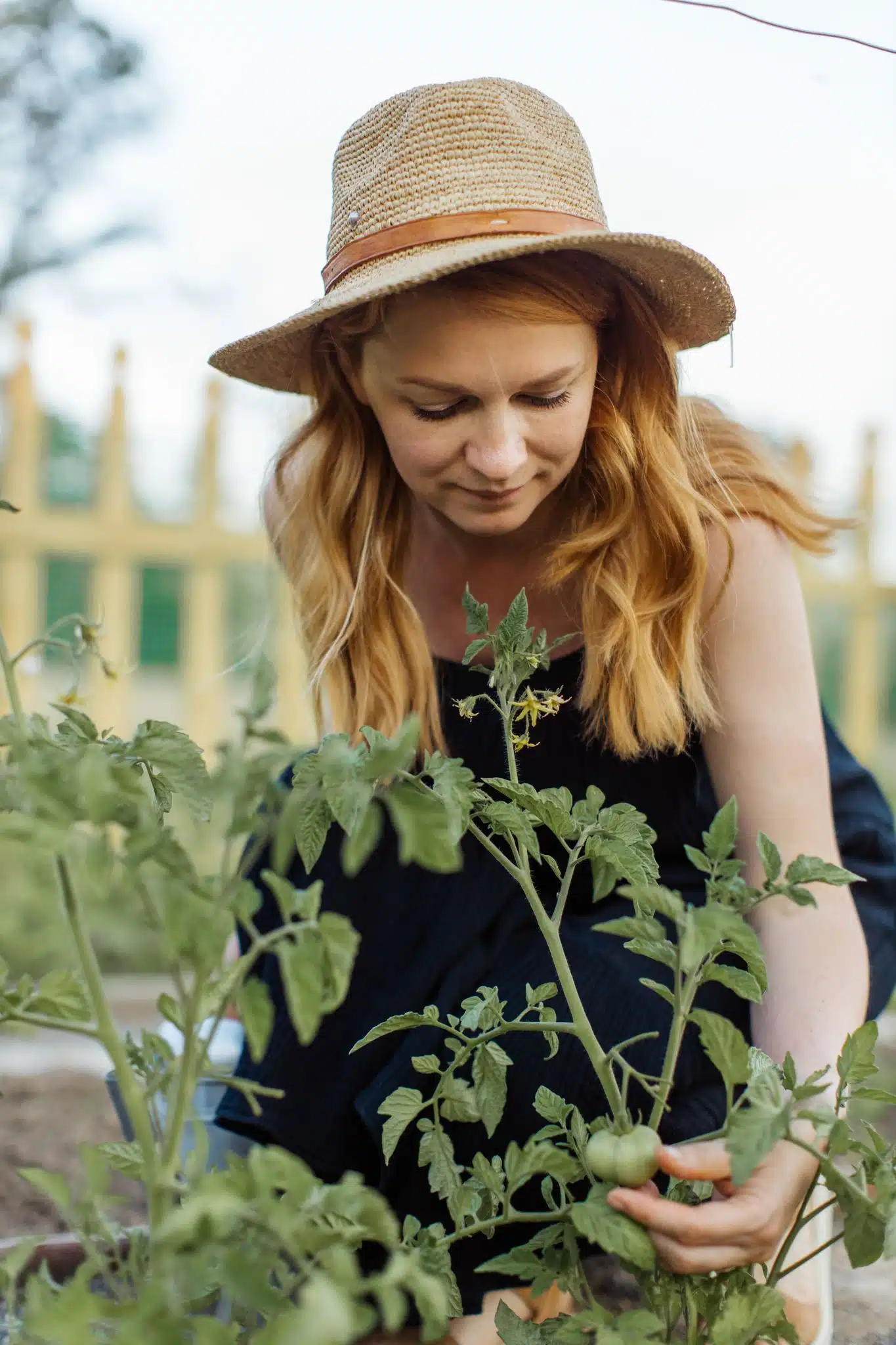 A woman wearing a sunhat tends to tomato plants in a vibrant garden setting.