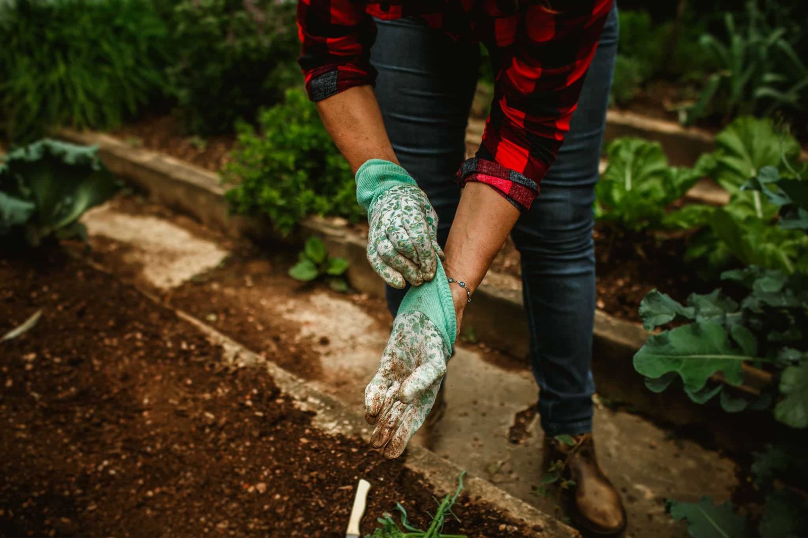 Close-up of a gardener wearing gloves in a lush vegetable garden.