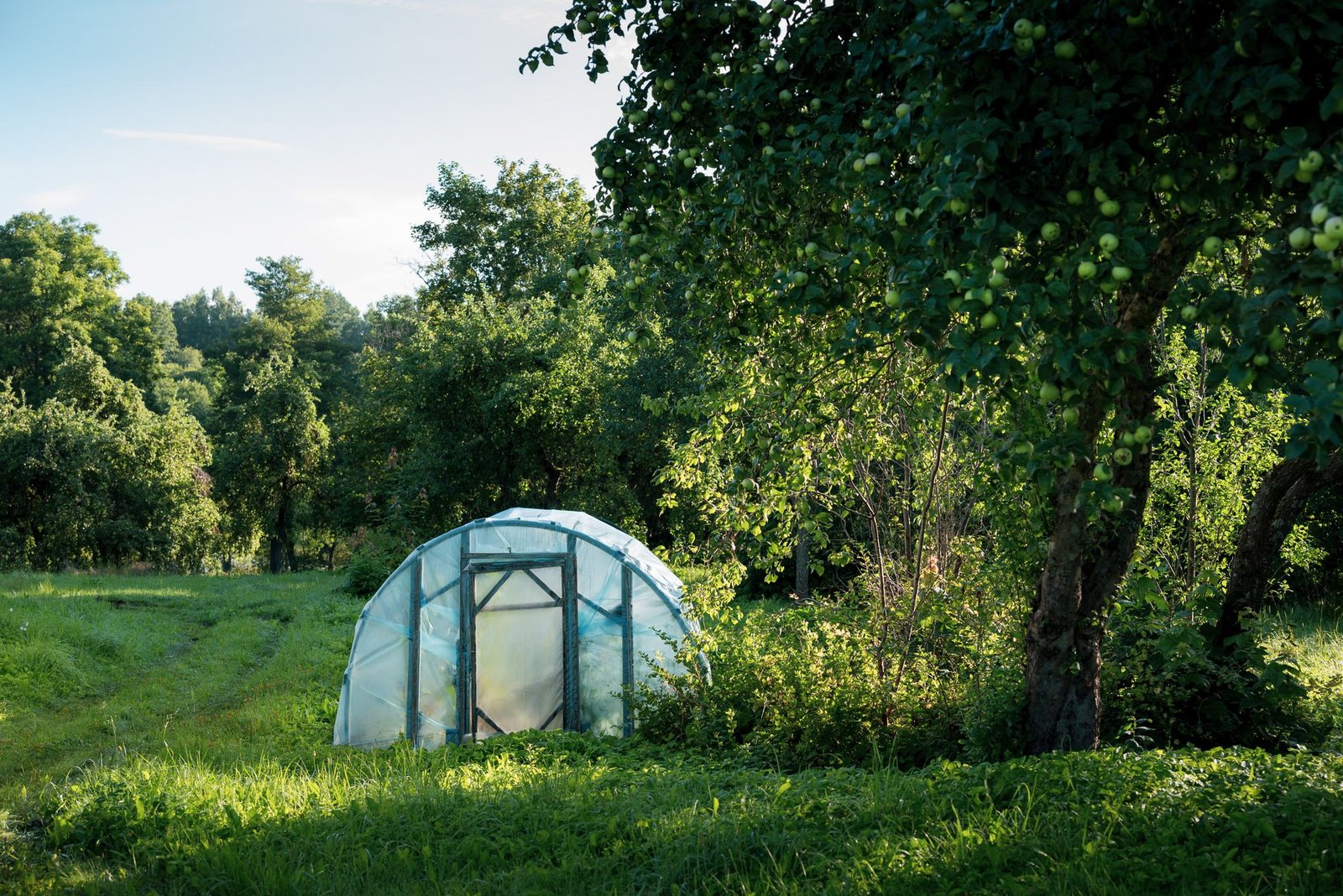 Lush orchard scene with a small greenhouse surrounded by fruit trees under natural light.